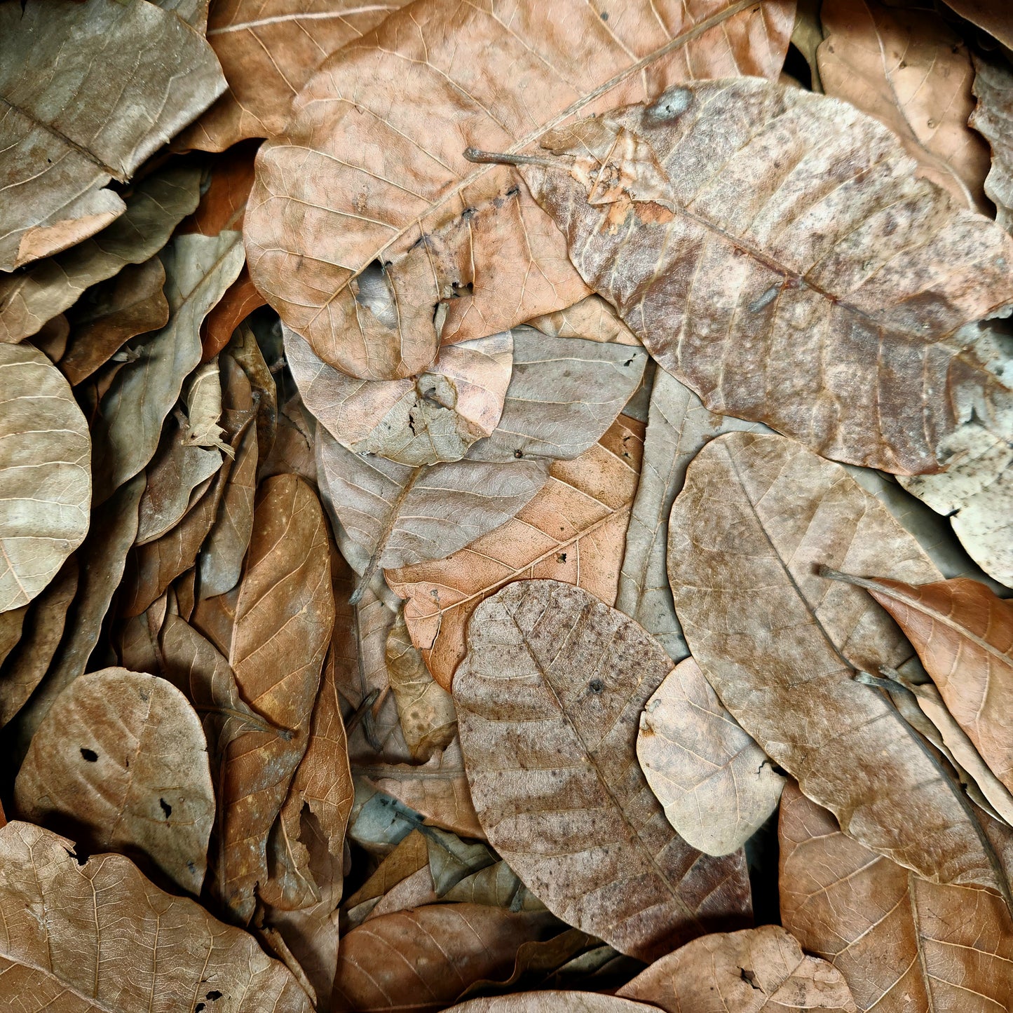 Peruvian Casho Leaf Litter