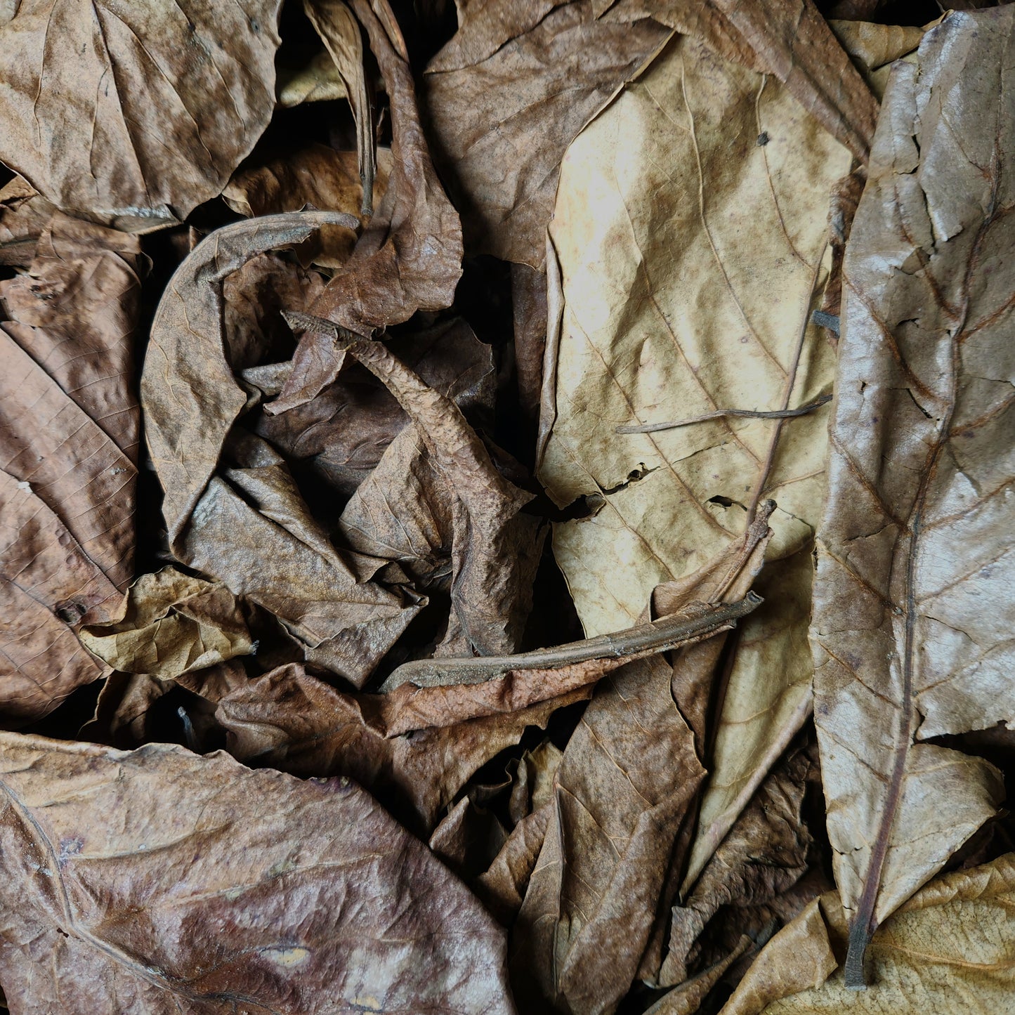 Peruvian Almendra Leaf Litter