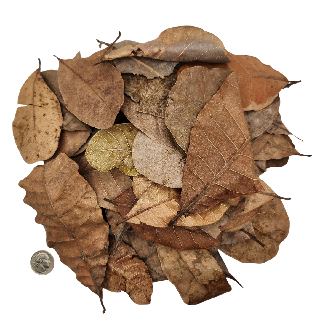 Peruvian Casho Leaf Litter