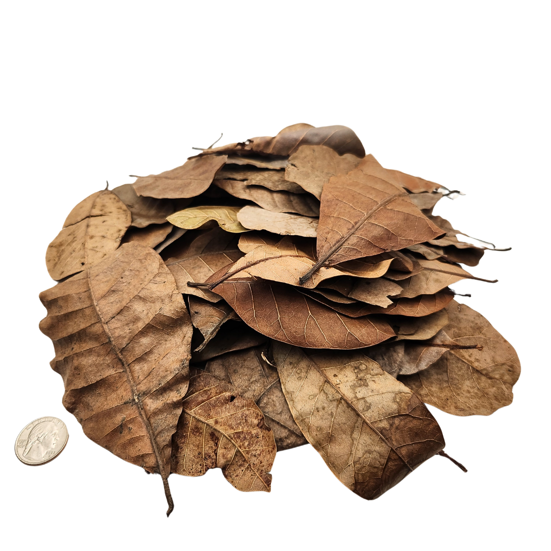 Peruvian Casho Leaf Litter