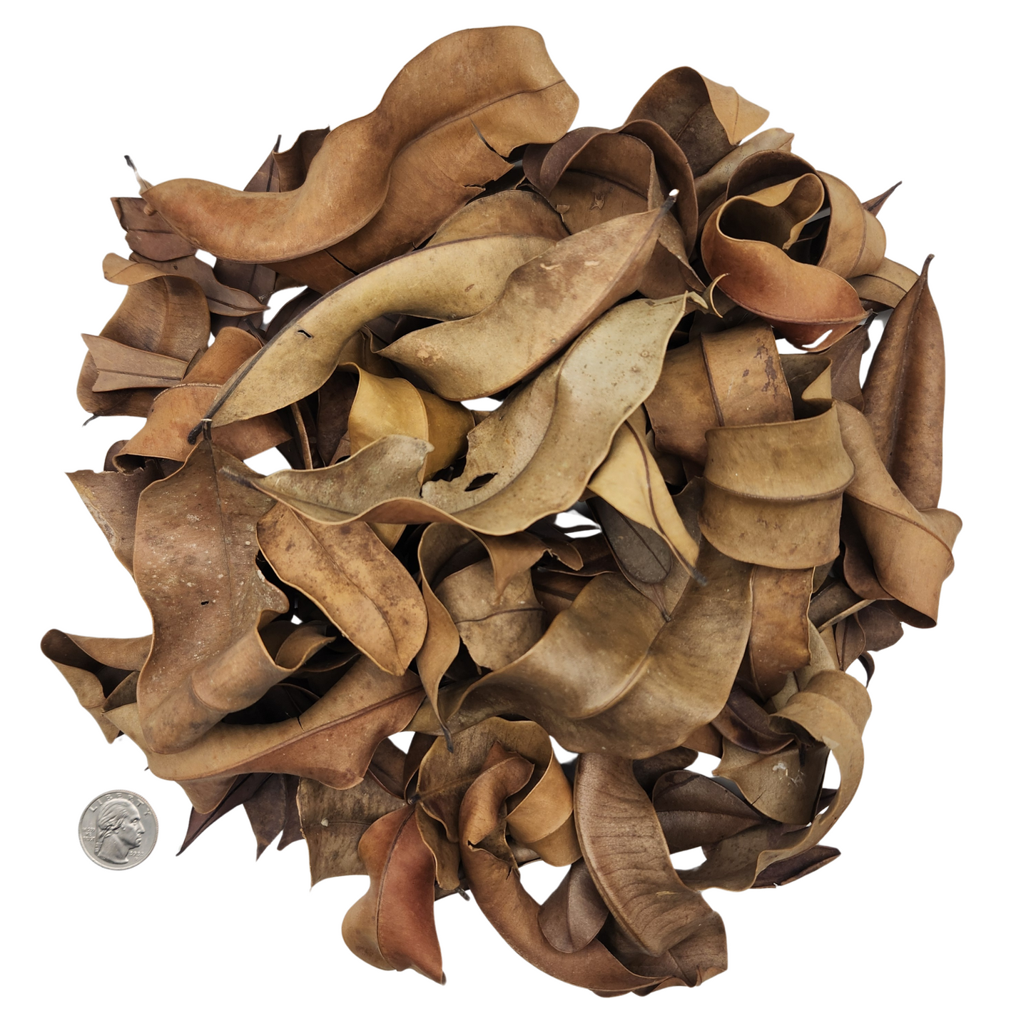 Peruvian Marupa Leaf Litter