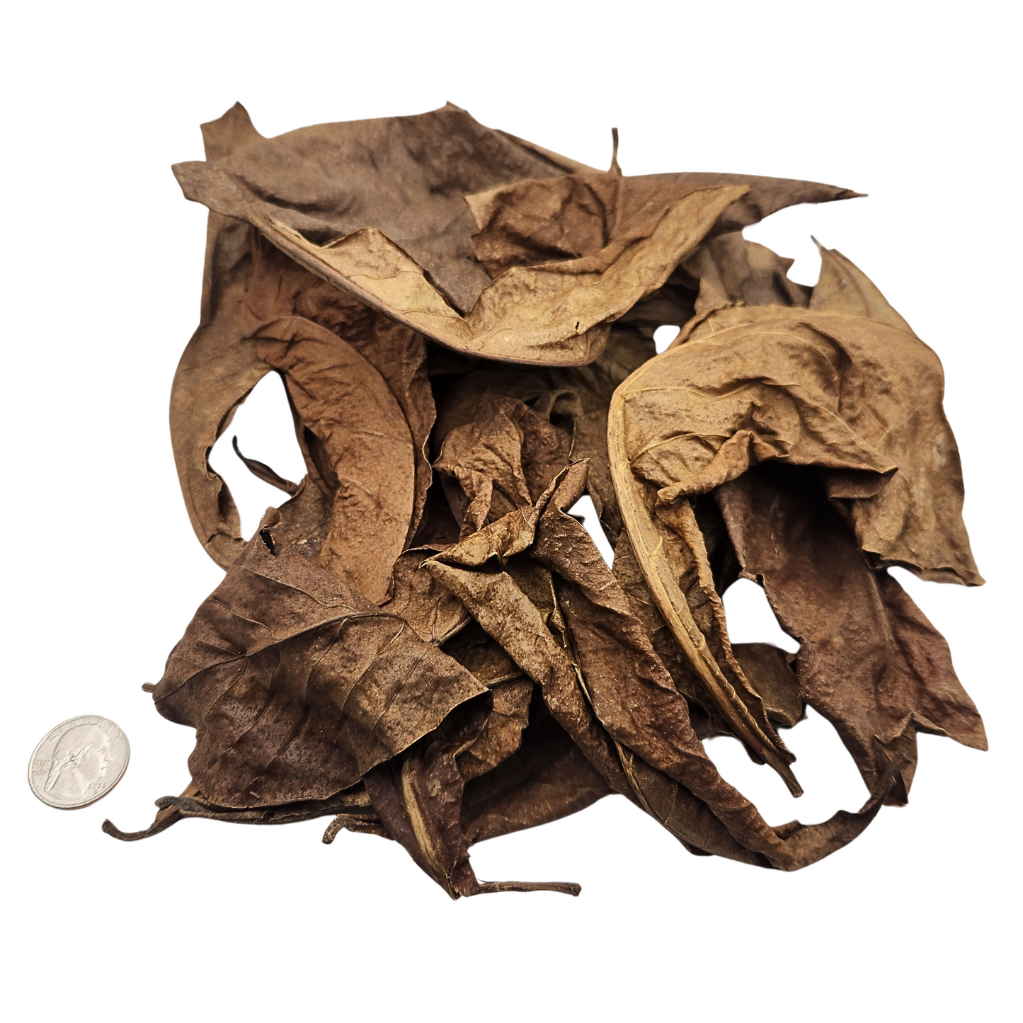 Peruvian Almendra Leaf Litter