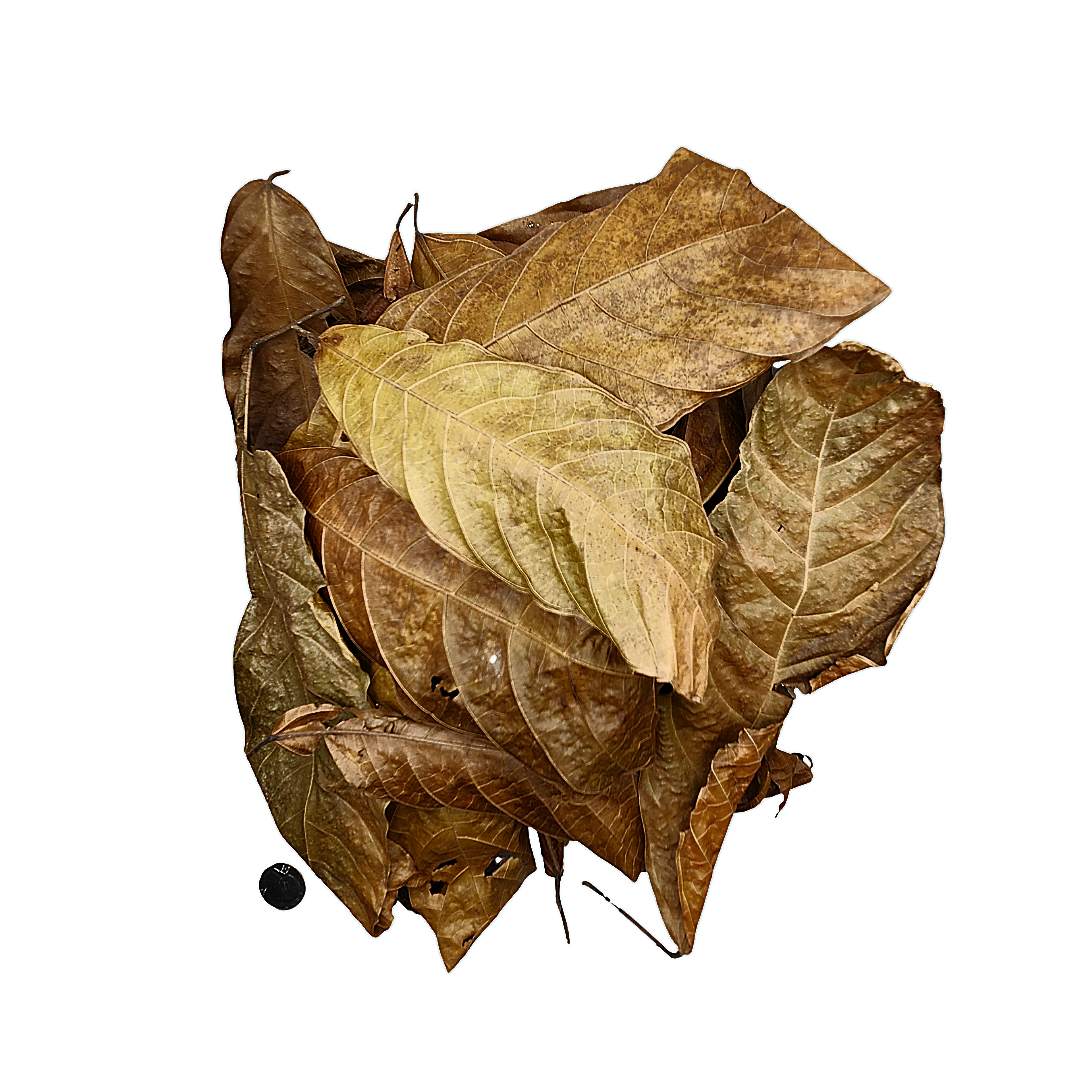 Peruvian Copoazu Leaf Litter