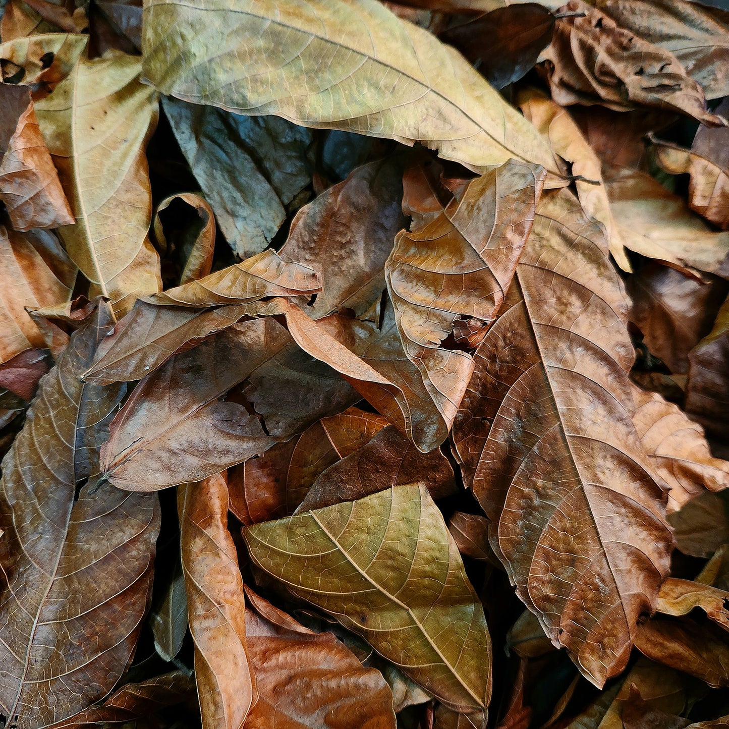Peruvian Copoazu Leaf Litter