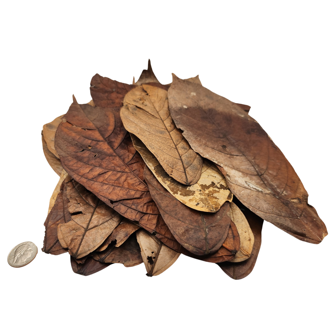 Colombian Cacao Leaf Litter