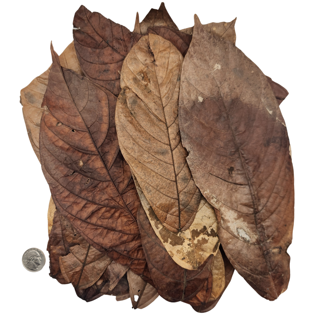 Colombian Cacao Leaf Litter