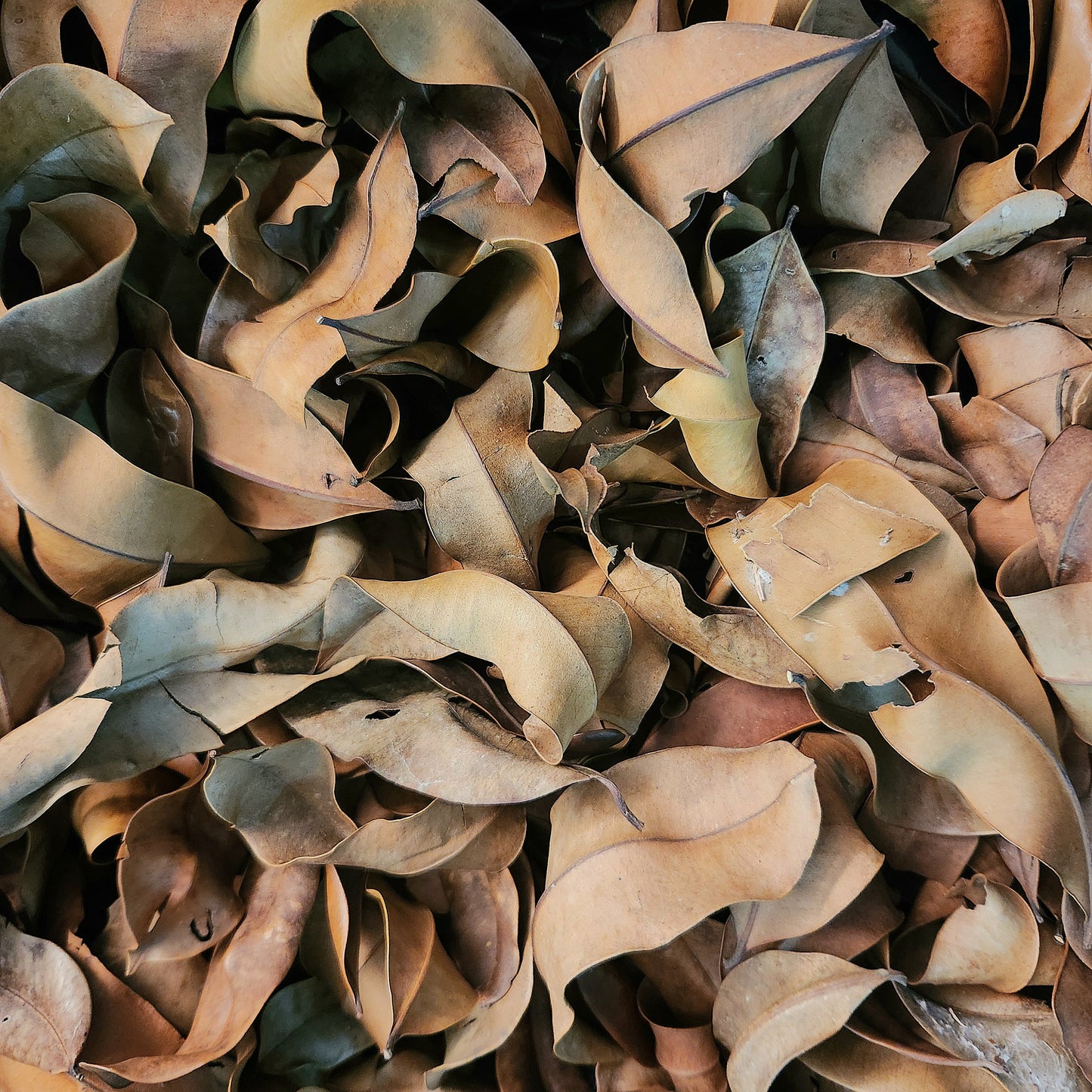 Peruvian Marupa Leaf Litter