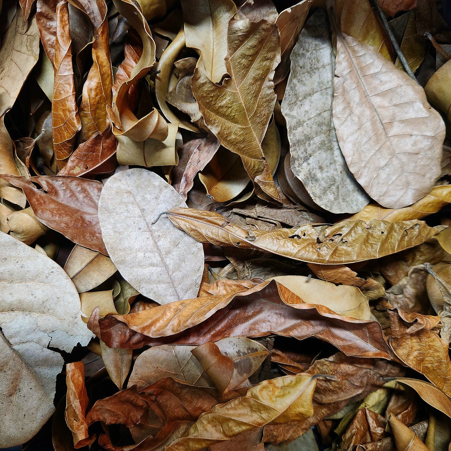 Peruvian Rainforest Blend Leaf Litter