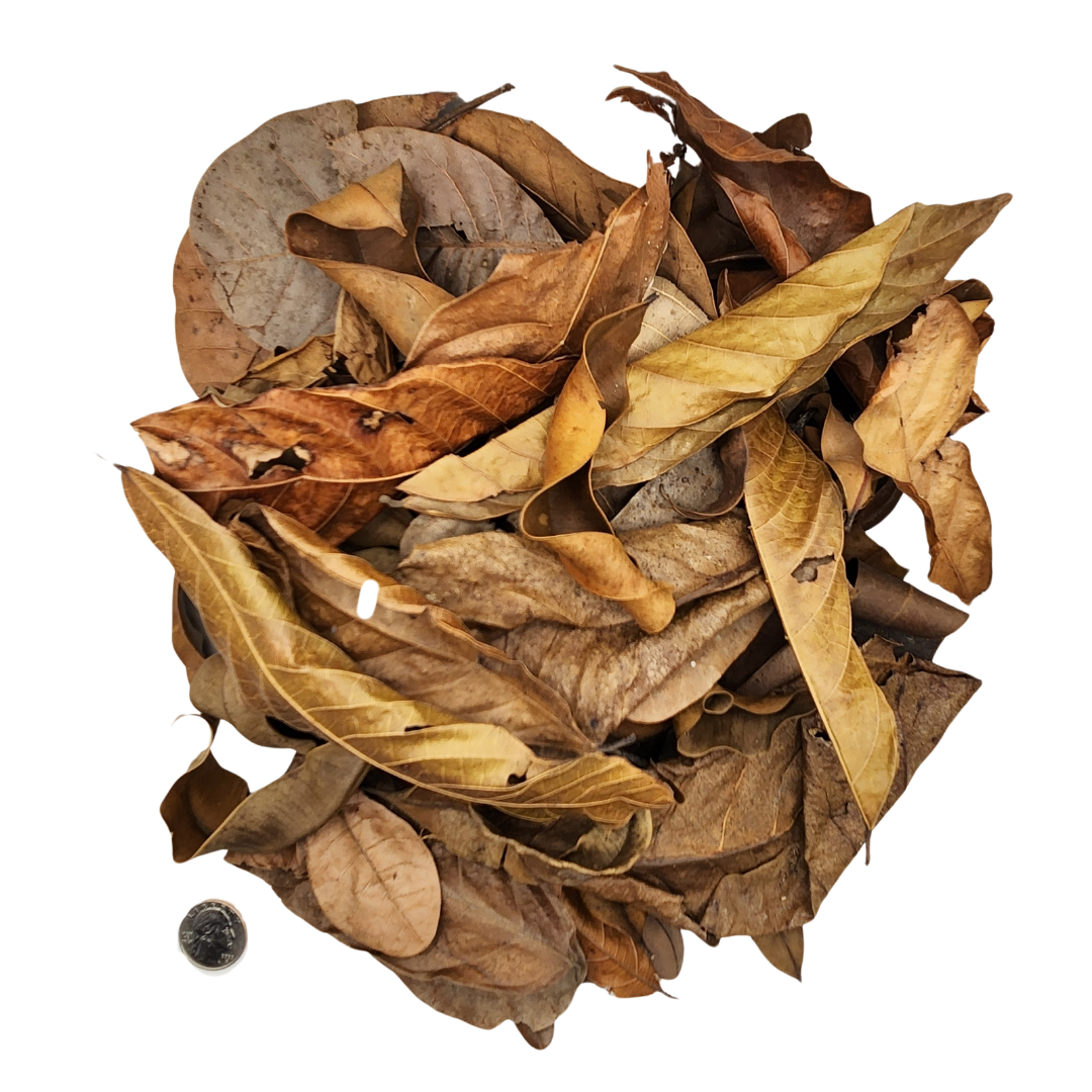 Peruvian Rainforest Blend Leaf Litter