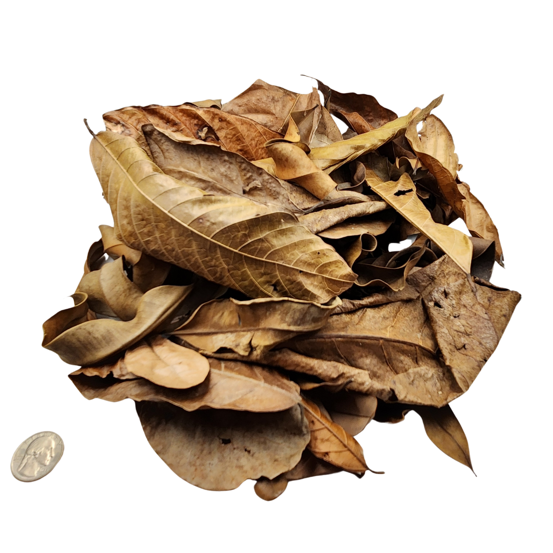 Peruvian Rainforest Blend Leaf Litter