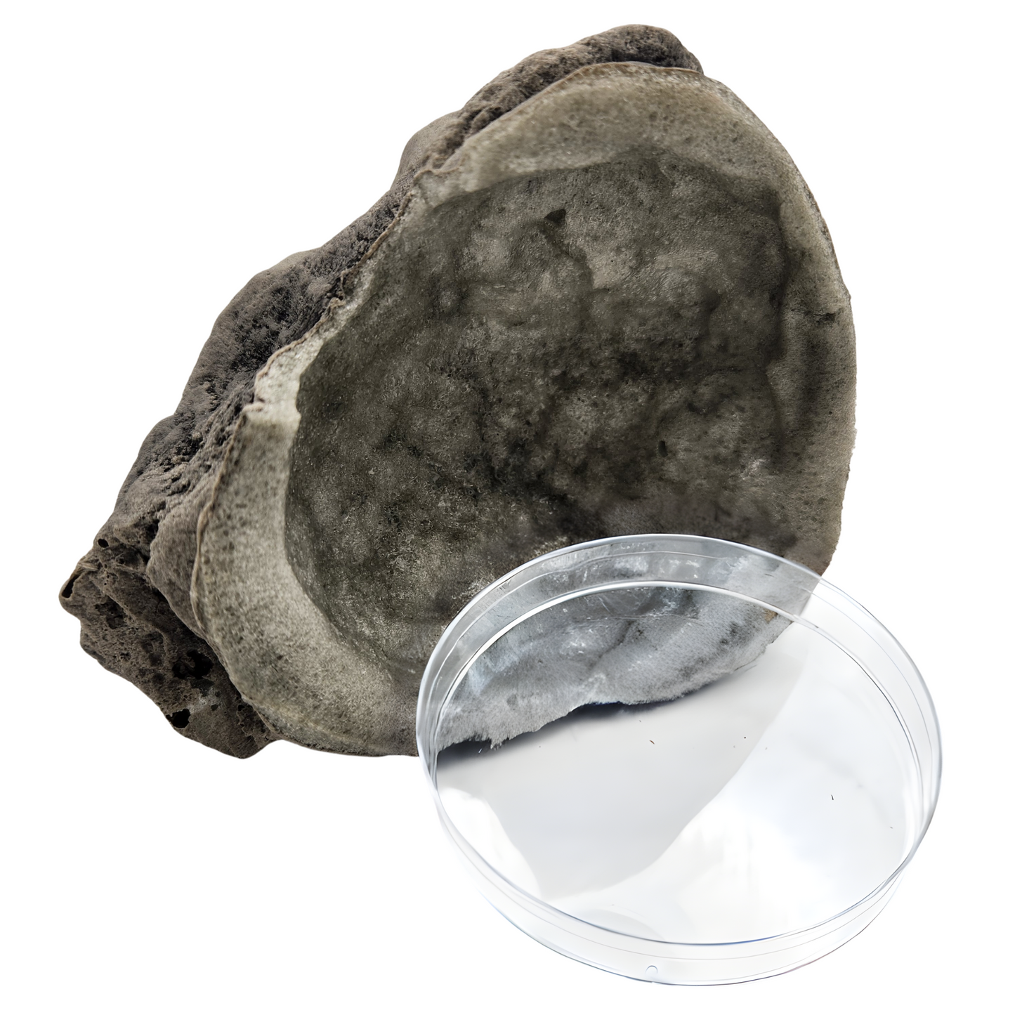 Rock Hut! Faux Rock Coco Hut Replacement! Grey