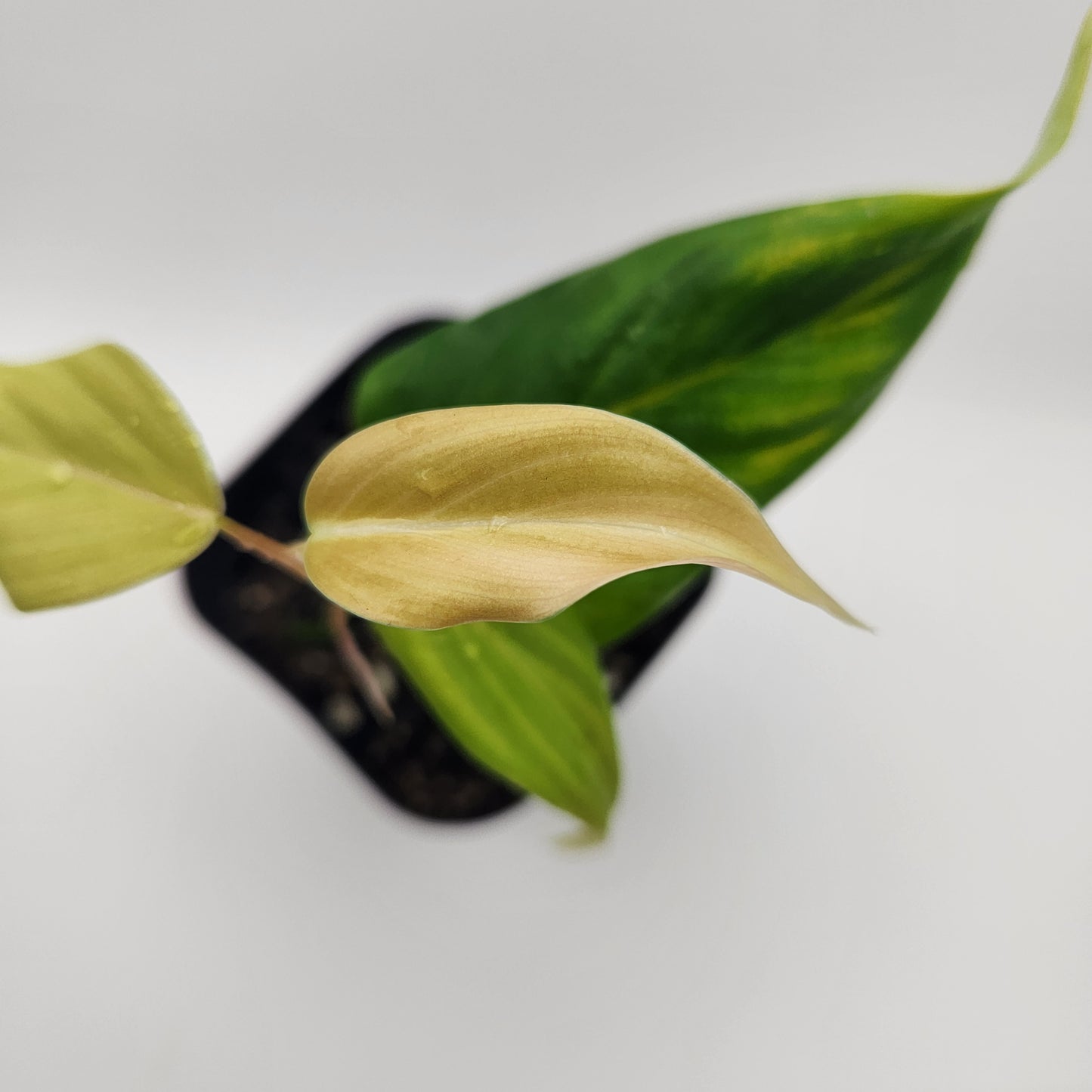 Philodendron "Peach Tunnel"