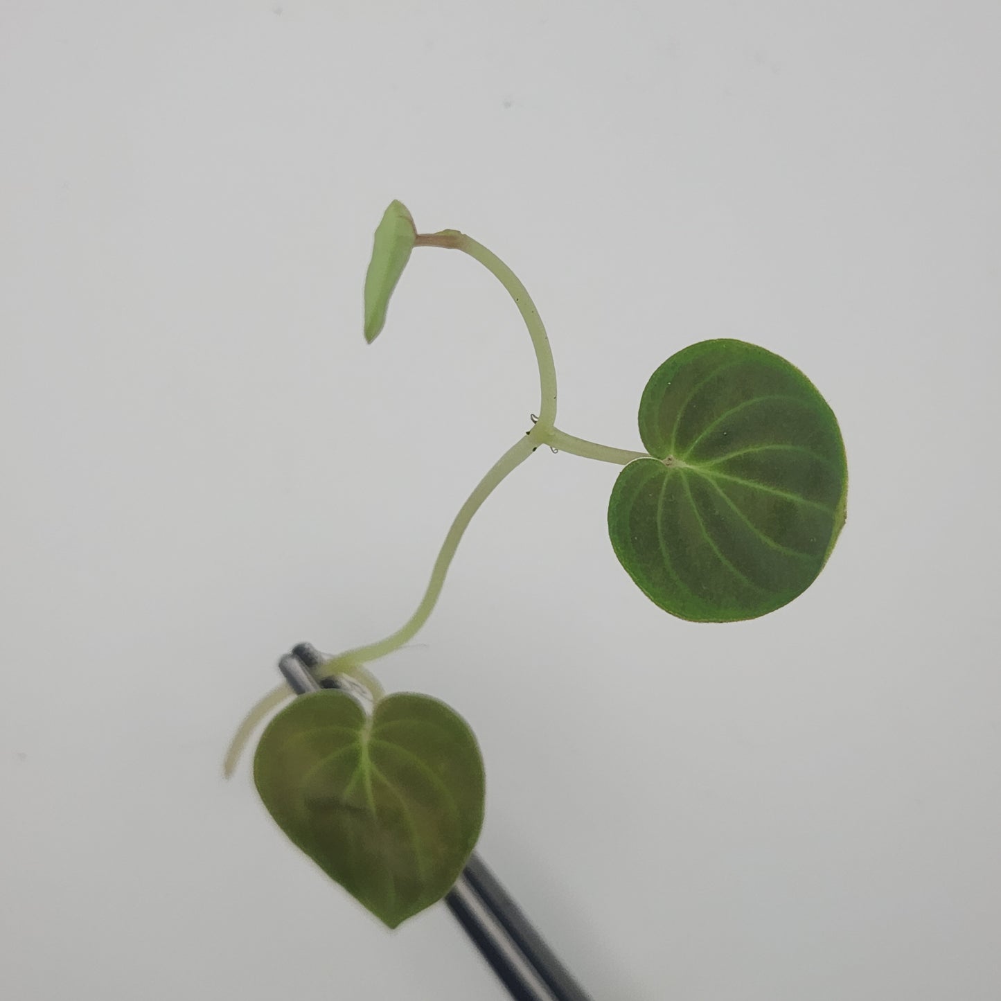 Peperomia crotalophora