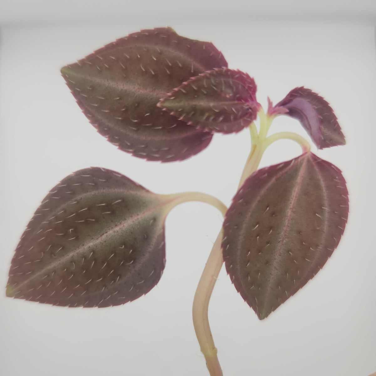 Arthrostemma parvifolium