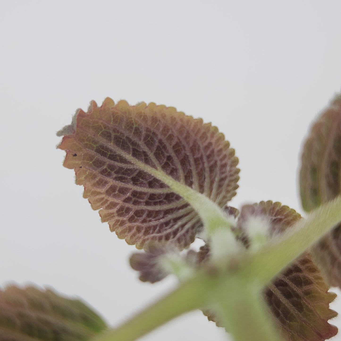 Nomopyle dodsonii