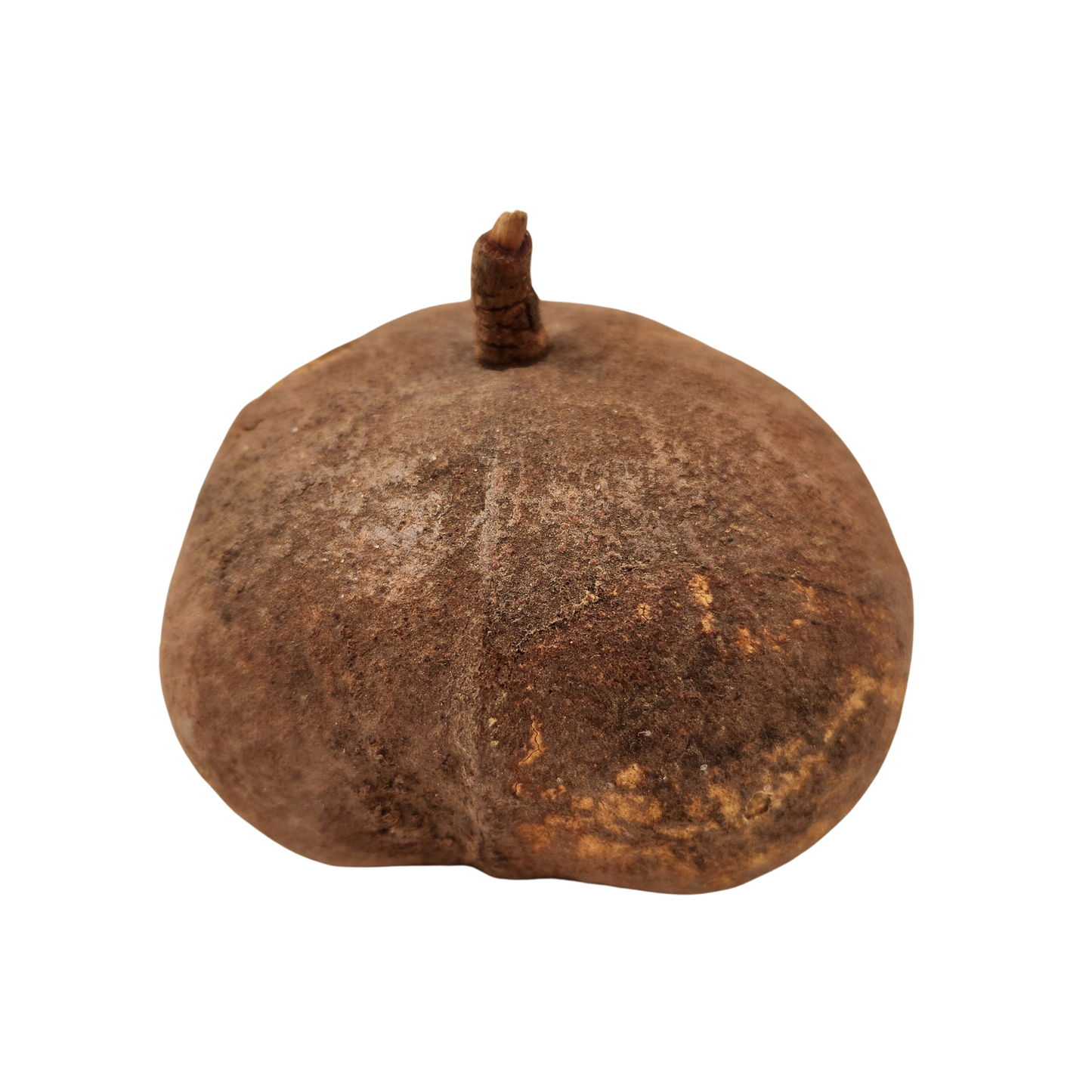 Tingui Pod