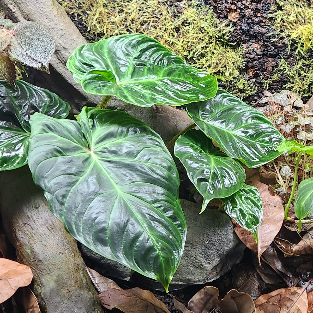 Philodendron Verrucosum