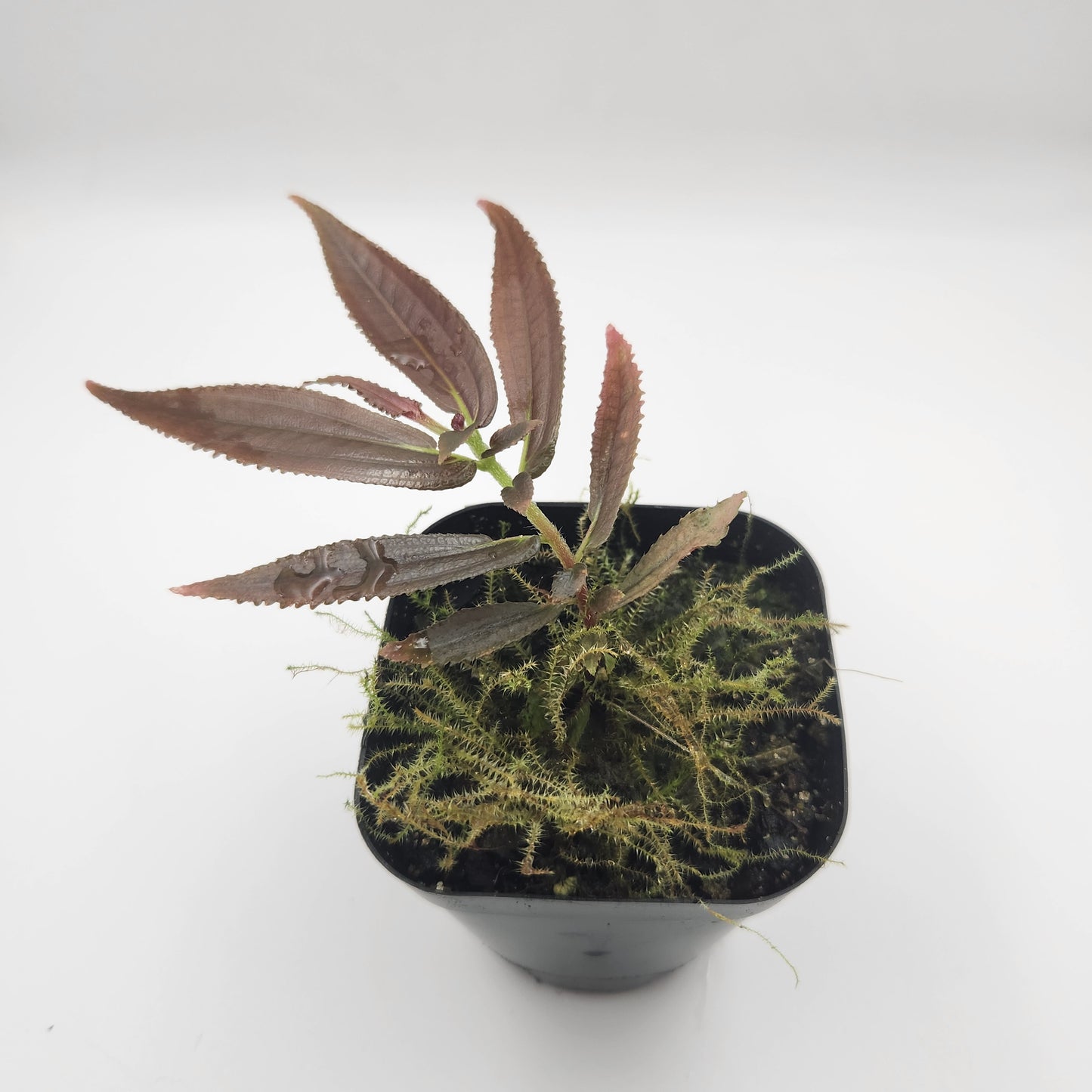 Triolena cf. obliqua