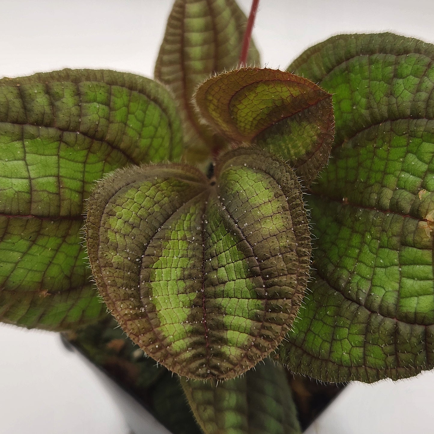 Boyania colombiana