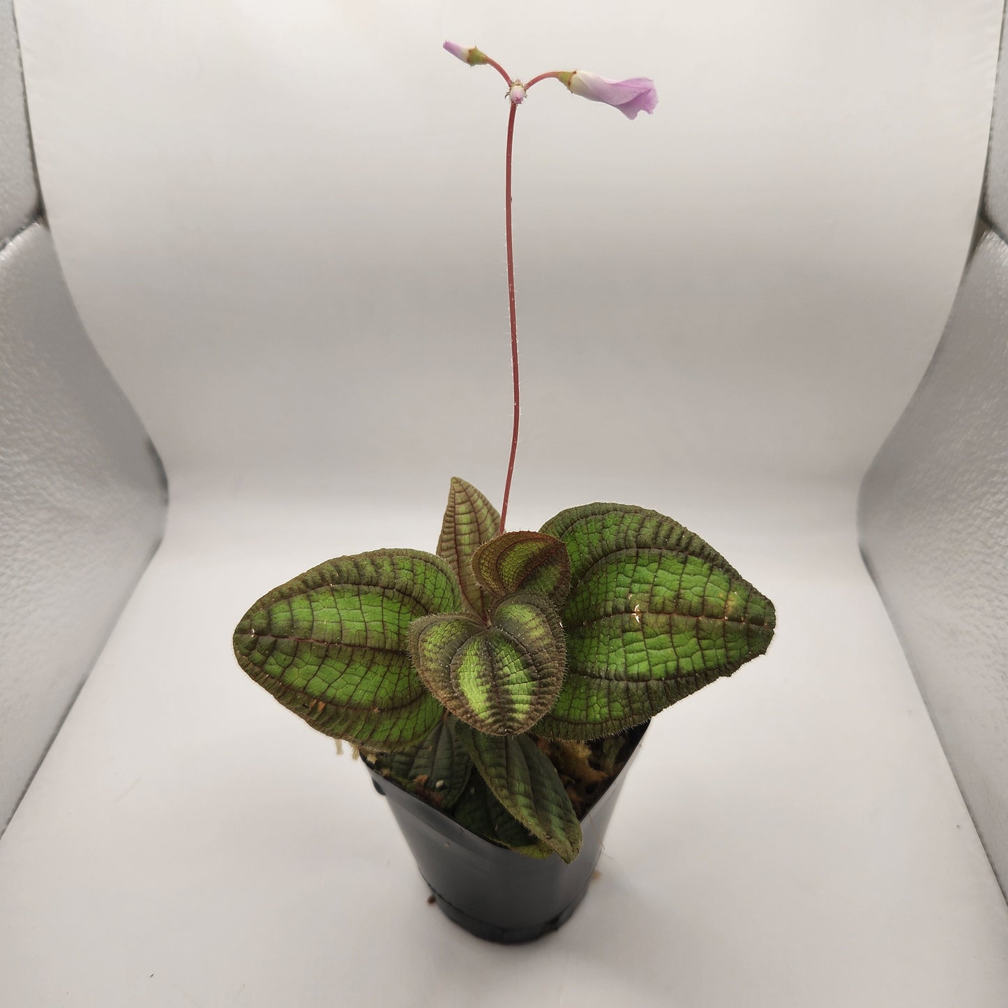 Boyania colombiana