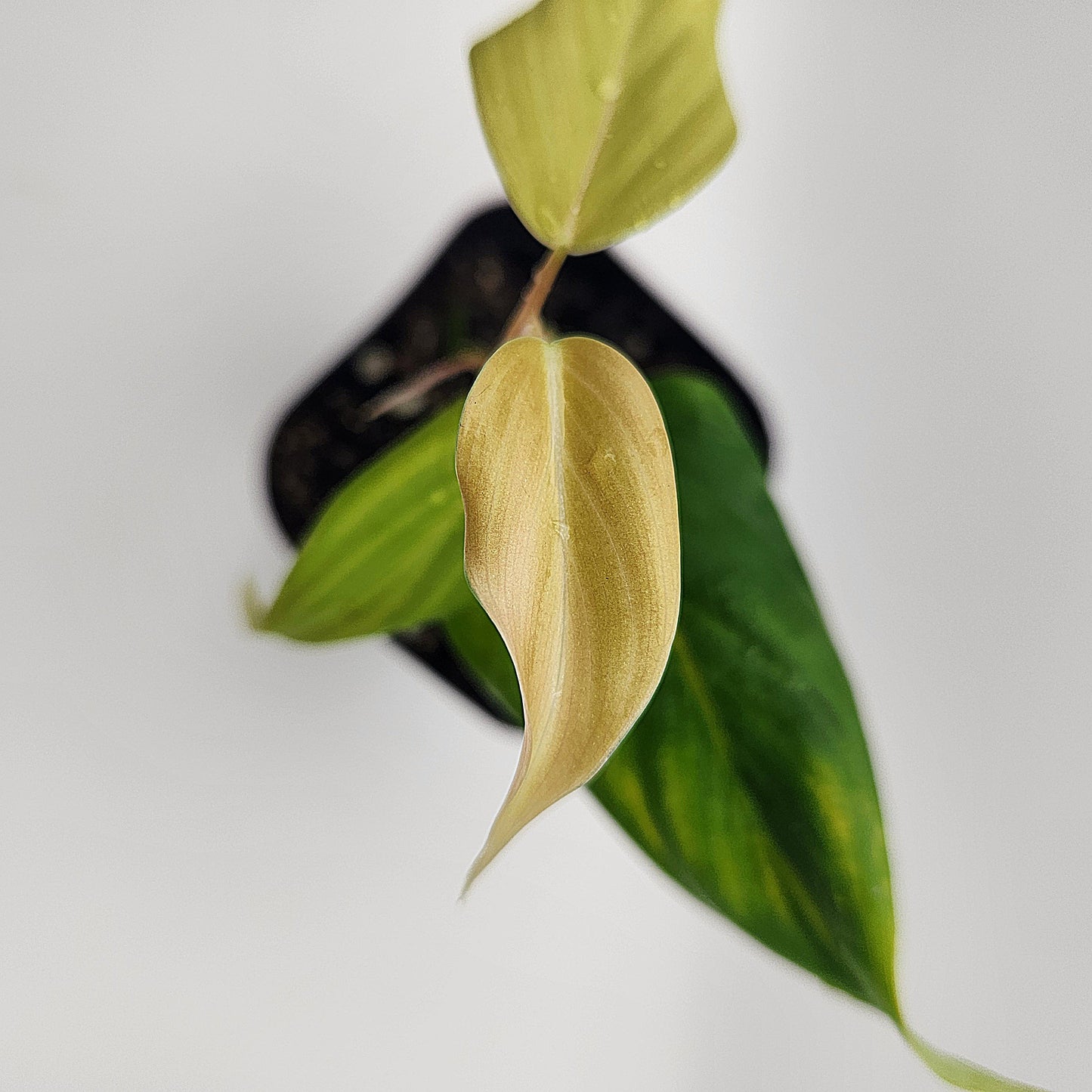 Philodendron "Peach Tunnel"