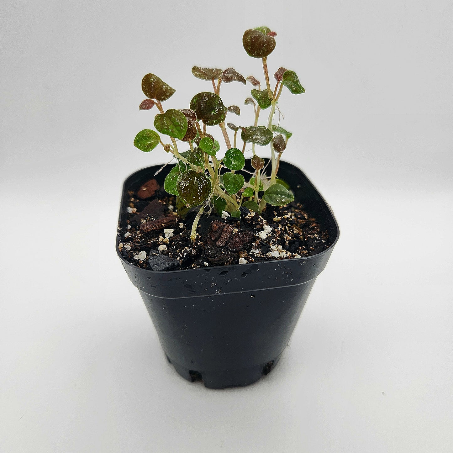 Peperomia antoniana
