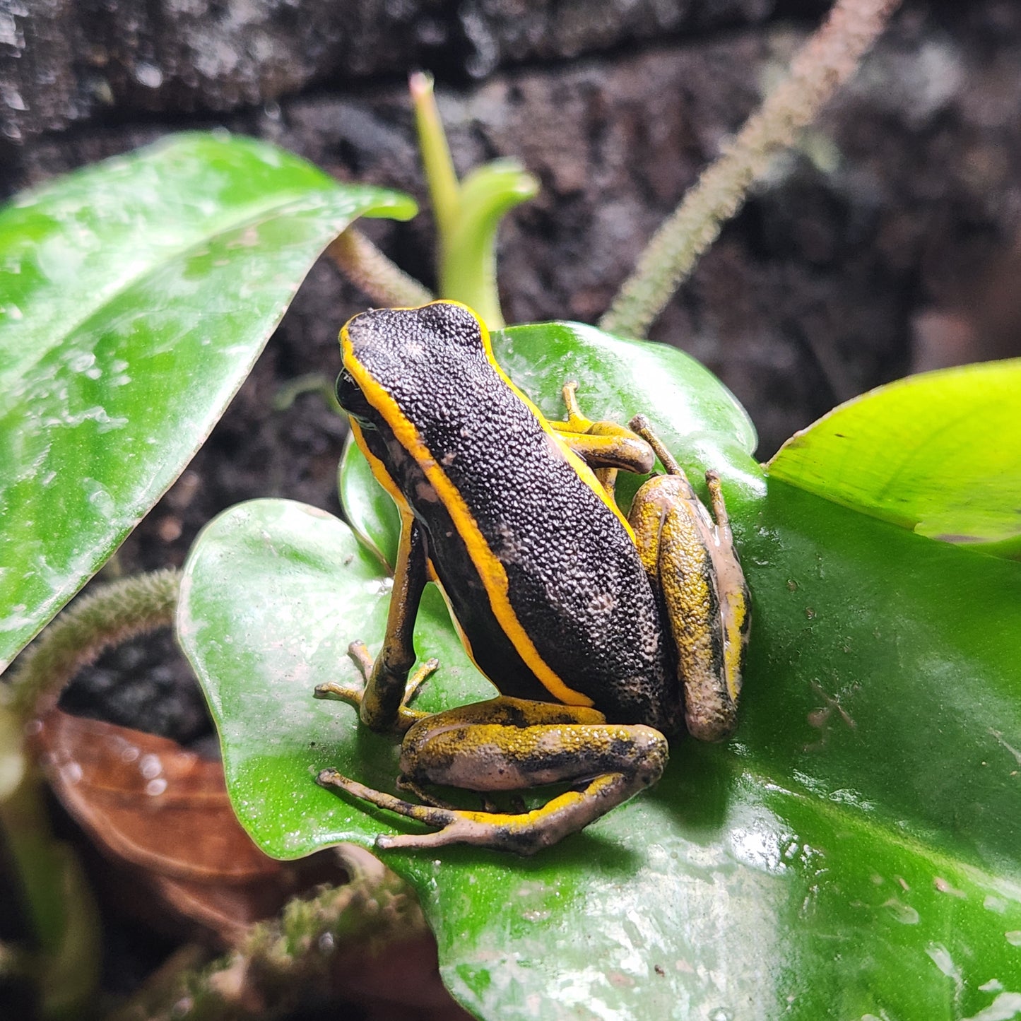 Ameerega trivittata "Yellow"