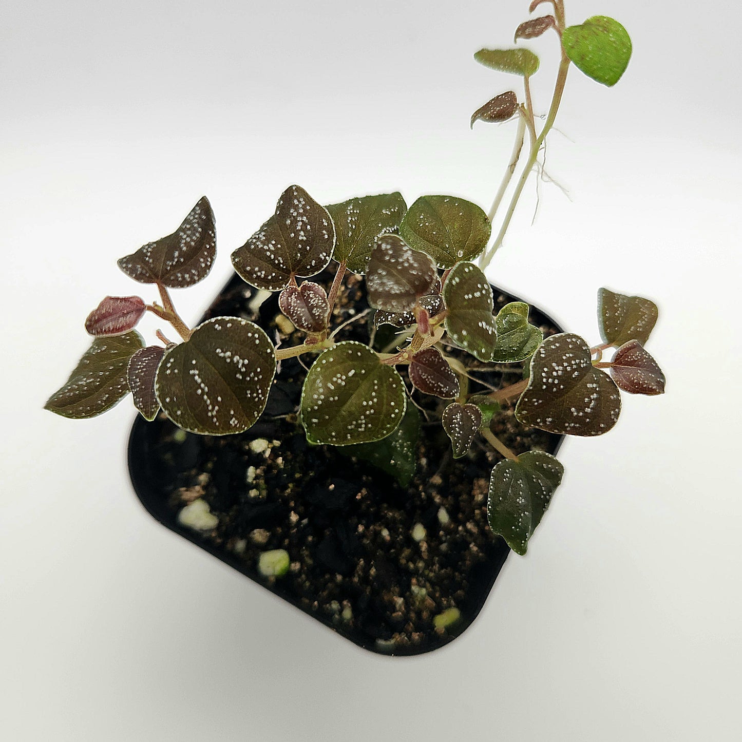 Peperomia antoniana