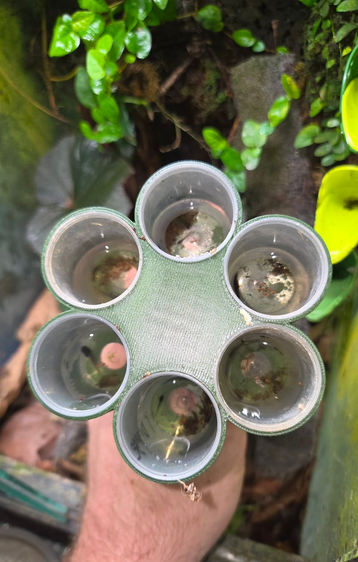 Tadpole Rearing Revolver