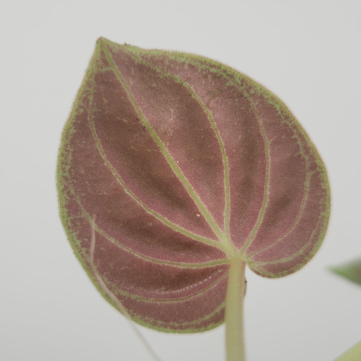Peperomia crotalophora