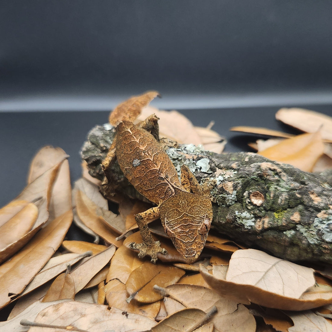 What We're Keeping: Our Personal Herp Collection