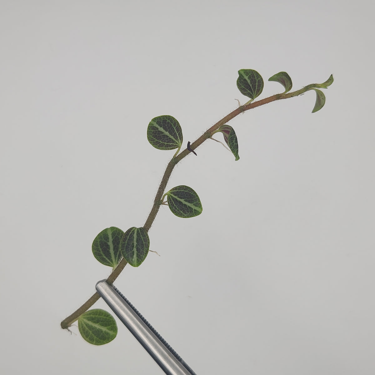 Peperomia trinervis