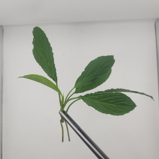 Homalomena asperifolia