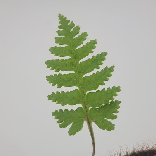 Davallia sessifolia