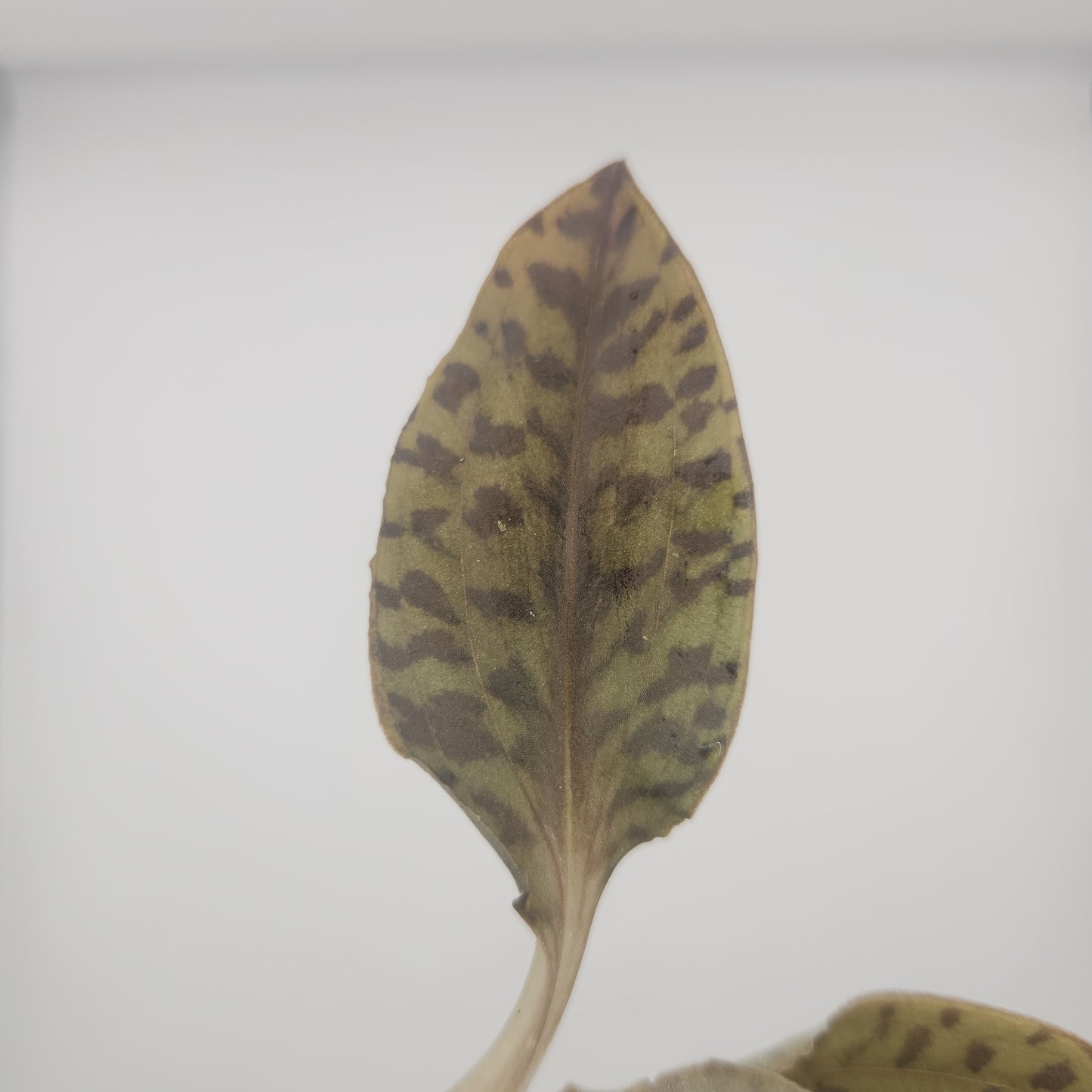 Microchilus mystacina