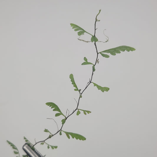 Teratophyllum rotundifoliatum