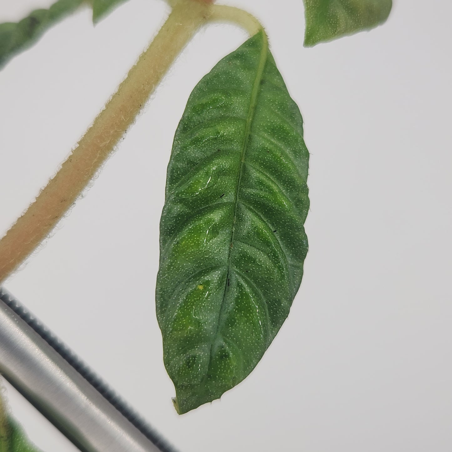 Hoffmannia bullata