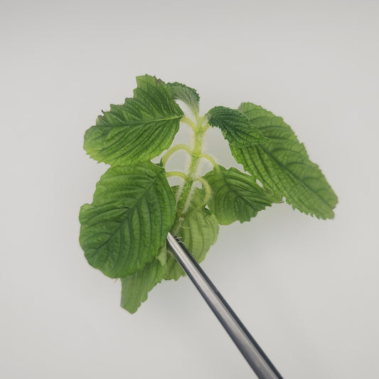 Gasteranthus bilsaensis