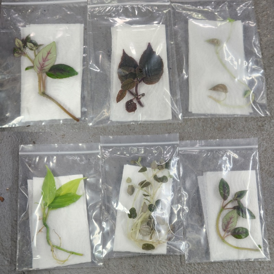 Pick Your Price Plant Packs