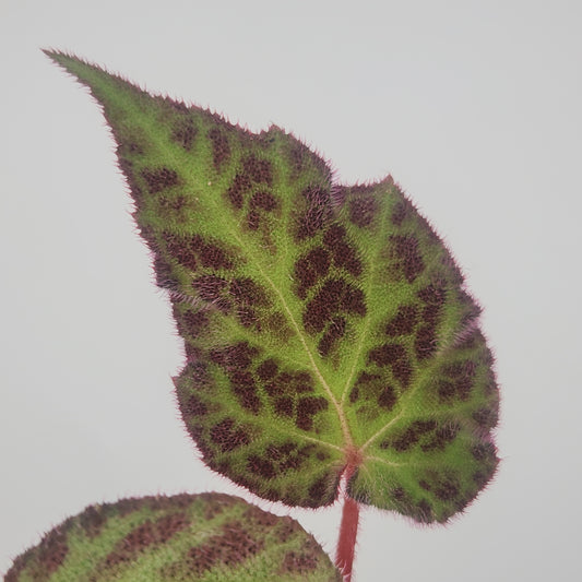 Begonia decora