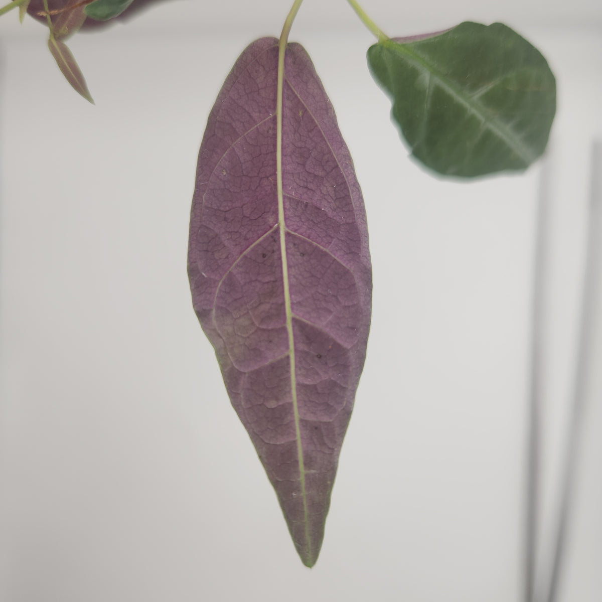 Bignonia argyro violacea