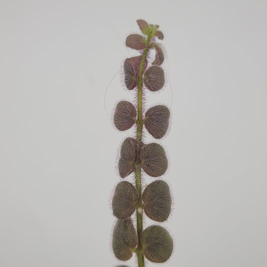 Columnea gloriosa