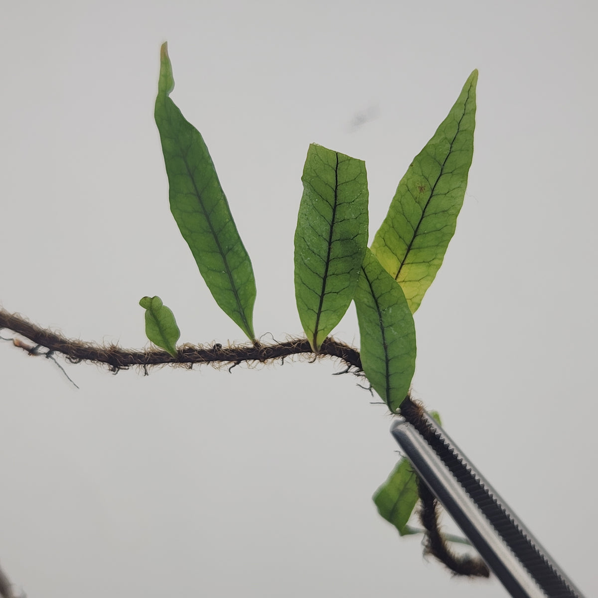 Microgramma lycopodioides
