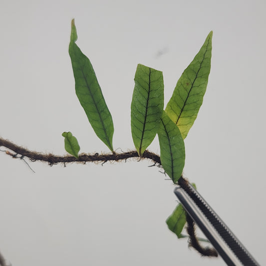 Microgramma lycopodioides