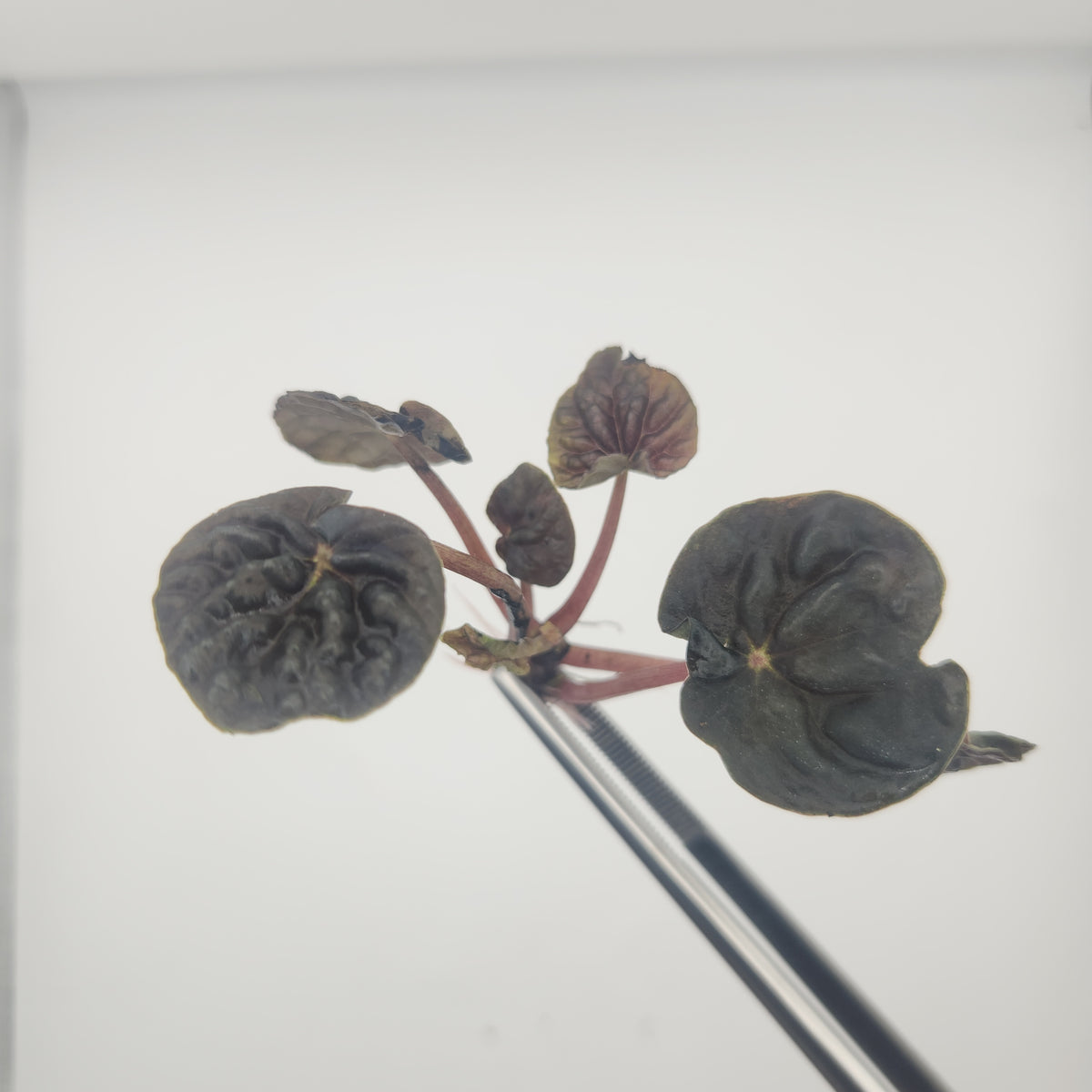 Peperomia sp. 'dark lord'