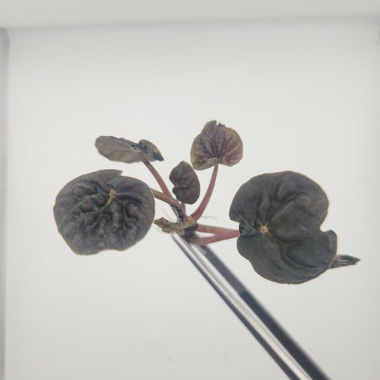 Peperomia sp. 'dark lord'