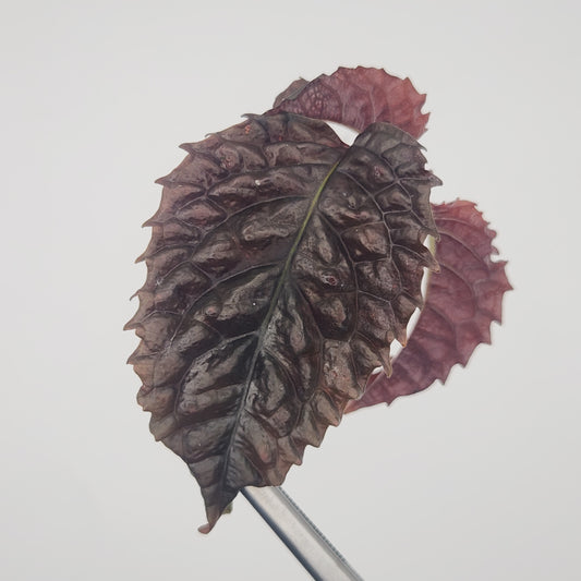 Gasteranthus atratus