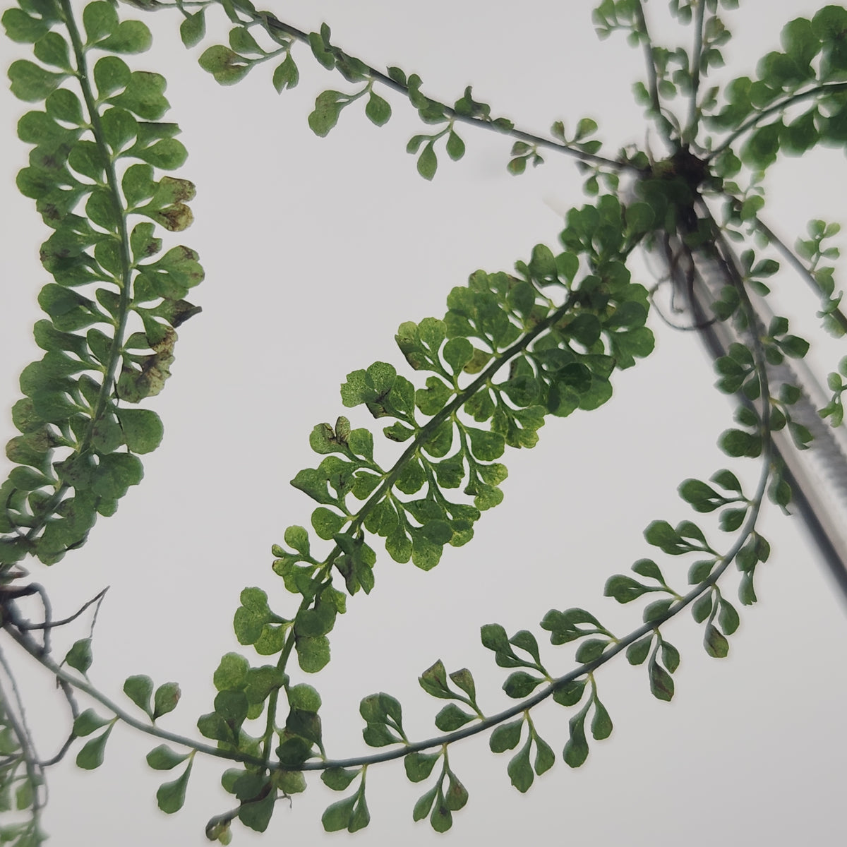 Asplenium uniseriale