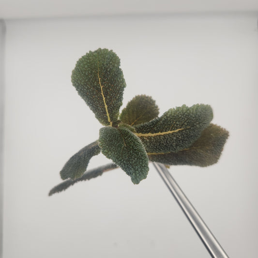Reldia minutiflora