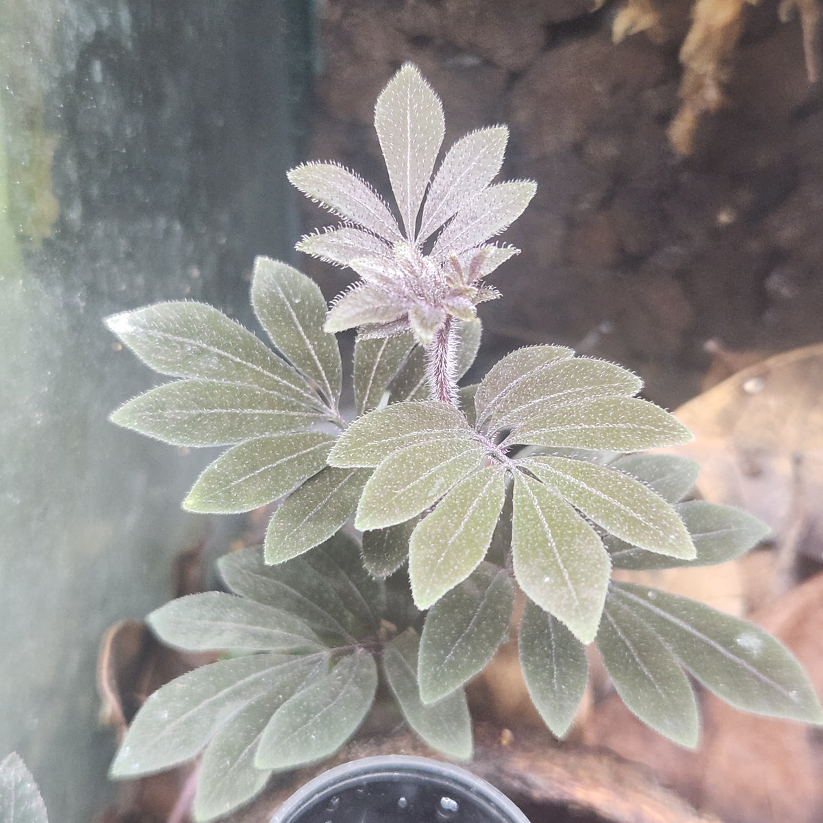 Solanum uleanum